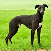 Picture of black and white Lurcher