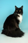 Picture of black and white main coon cat, sitting