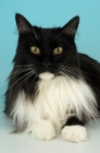Picture of black and white main coon portrait