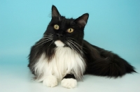 Picture of black and white maine coon cat, lying