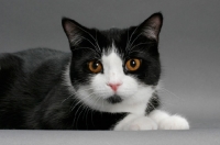 Picture of black and white Manx cat looking at camera