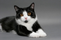 Picture of black and white Manx cat lying down in studio