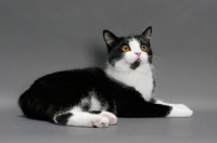 Picture of black and white Manx cat lying down