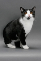 Picture of black and white Manx cat on grey background