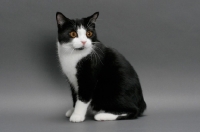 Picture of black and white Manx cat sitting down