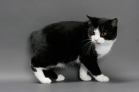 Picture of black and white Manx cat