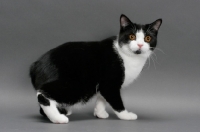 Picture of black and white Manx cat