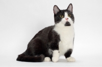 Picture of black and white Munchkin sitting on white background