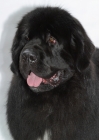 Picture of black and white Newfoundland on white background, portrait