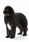 Picture of black and white Newfoundland standing on white background