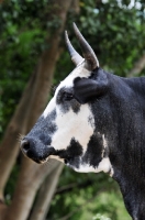 Picture of black and white Nguni Cattle