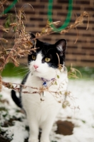 Picture of black and white non pedigree cat in winter
