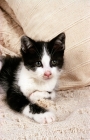 Picture of black and white non pedigree cat