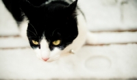 Picture of black and white non pedigree cat
