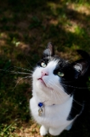 Picture of black and white non pedigree cat, outdoors