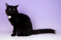 Picture of black and white non pedigree cat