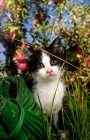 Picture of black and white non pedigree kitten in orchard