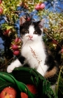 Picture of black and white non pedigree kitten in orchard