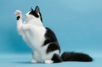 Picture of black and white Norwegian Forest cat, reaching