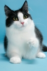 Picture of black and white Norwegian Forest cat, one leg up
