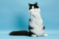 Picture of black and white Norwegian Forest cat, sitting on hind legs