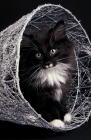 Picture of black and white norwegian forest kitten in a basket