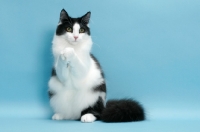Picture of black and white Norwegian Forest cat, sitting on hind legs with paws together