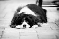 Picture of black and white of cavalier king charles spaniel lying with head down on pavement