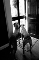 Picture of black and white of two boxers looking out glass door