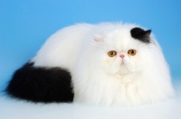 Picture of black and white persian cat, lying down