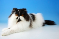 Picture of black and white persian cat, lying down