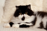 Picture of black and white Persian cat on cream couch