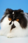 Picture of black and white persian cat, portrait