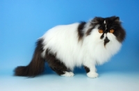 Picture of black and white persian cat, standing