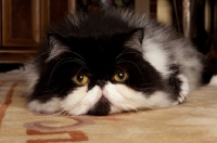 Picture of black and white Persian cat with head on carpet