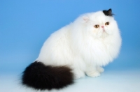 Picture of black and white persian cat