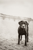 Picture of black and white picture black Labrador Retriever 