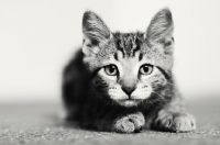 Picture of black and white picture of Household kitten, looking at camera