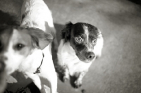 Picture of Black and white picture of white and liver Brittany and mongrel dog, Brittany looking frightened or sad