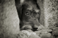 Picture of Black and white portrait of a Miniature Wirehaired Dachshund