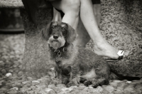 Picture of Black and white portrait of a Miniature Wirehaired Dachshund sitting near owner.