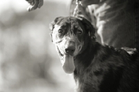 Picture of black and white portrait of a happy harlequin Beauceron puppy