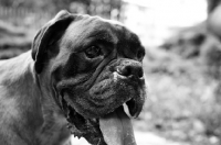 Picture of black and white portrait of an old boxer with mouth open