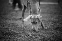 Picture of black and white portrait of shorthaired weimaraner smelling the ground