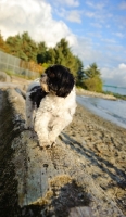 Picture of black and white Shih Tzu near coast