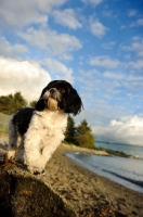 Picture of black and white Shih Tzu near shore