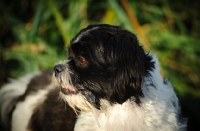 Picture of black and white Shih Tzu portrait