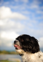 Picture of black and white Shih Tzu profile