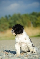 Picture of black and white Shih Tzu sitting down on pebbles