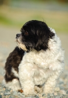 Picture of black and white Shih Tzu sitting down